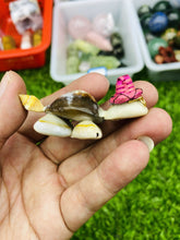 Load image into Gallery viewer, Natural Shell Turtle