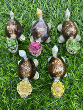 Load image into Gallery viewer, Natural Shell Turtle