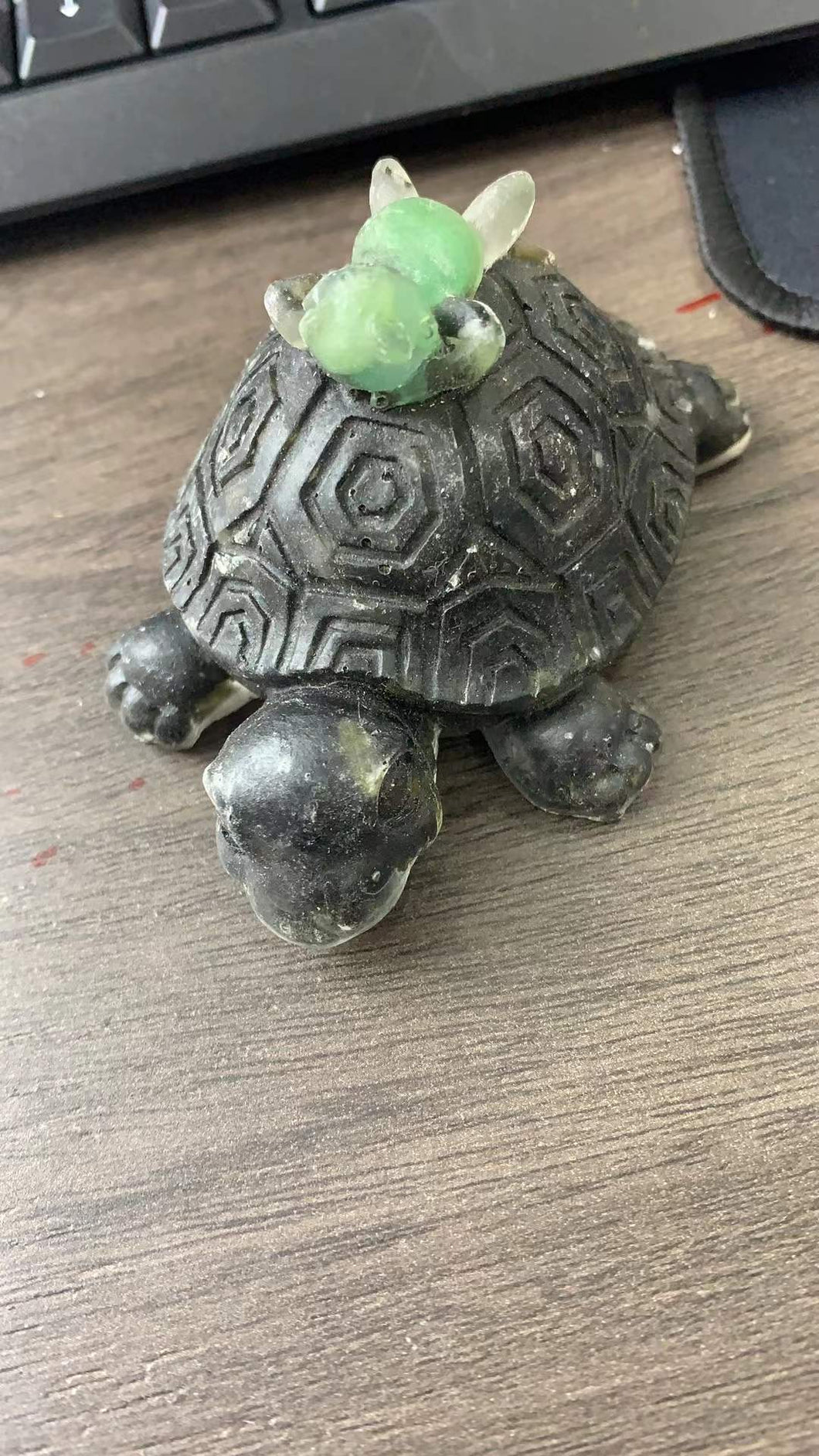 tortoise